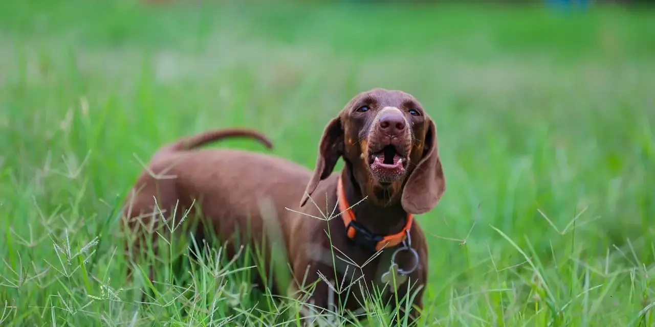Rex el perro, de pelaje marrón y orejas caídas, ladra alegremente entre la hierba alta y verde.