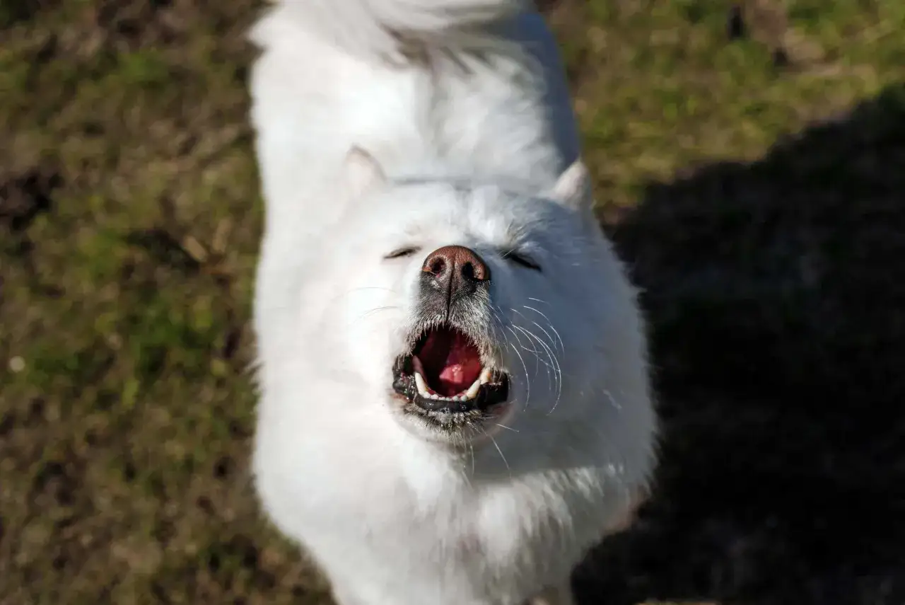Rex el perro, con su boca abierta y ojos cerrados, parece estar cantando o aullando felizmente bajo el sol.